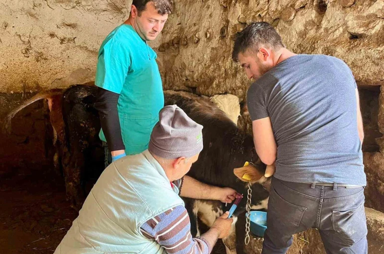 İhsaniye’de şap hastalığına karşı çalışma yapıldı 