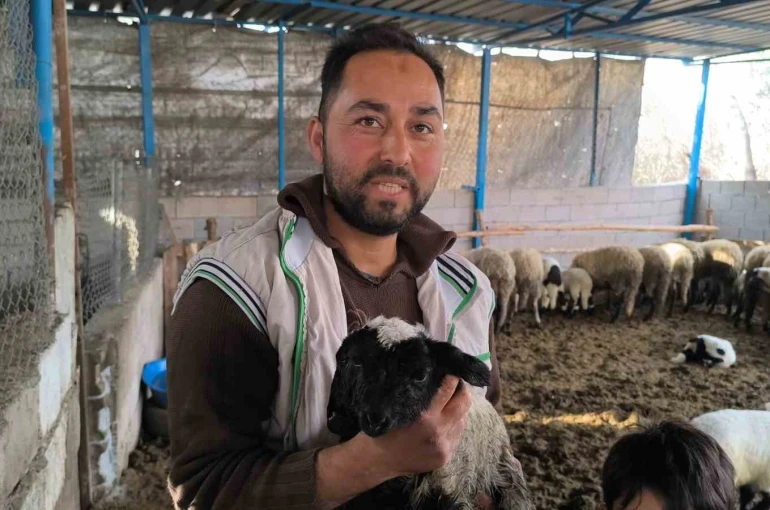 İlgi odağı olan çift başlı ve 4 gözlü kuzu 1 gün yaşayabildi