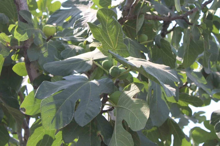 İncir üretiminde yenilenebilir enerjinin etkisi araştırılacak