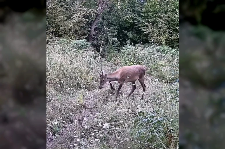 İnegöl’de yaban hayatı fotokapana takıldı