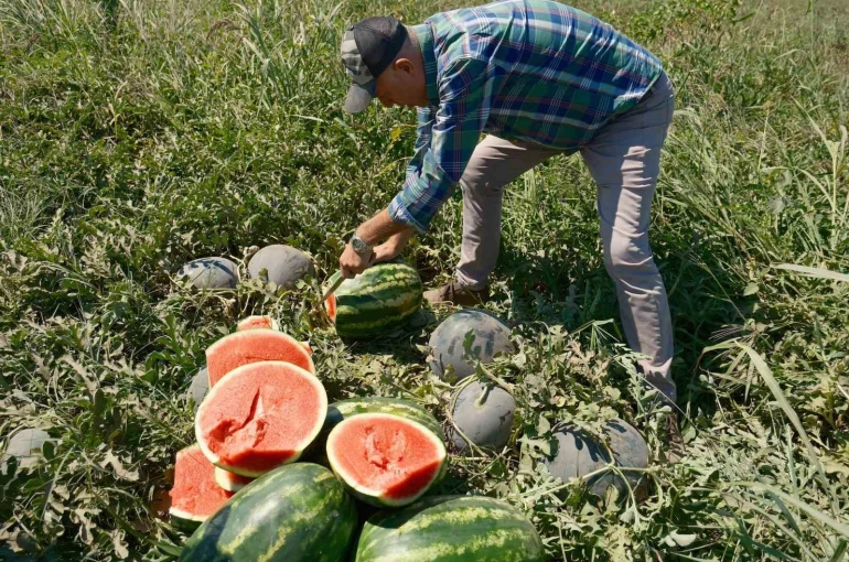 Iphone 17 almak için 30 tır karpuz ya da 2 tır domates satmak gerekiyor