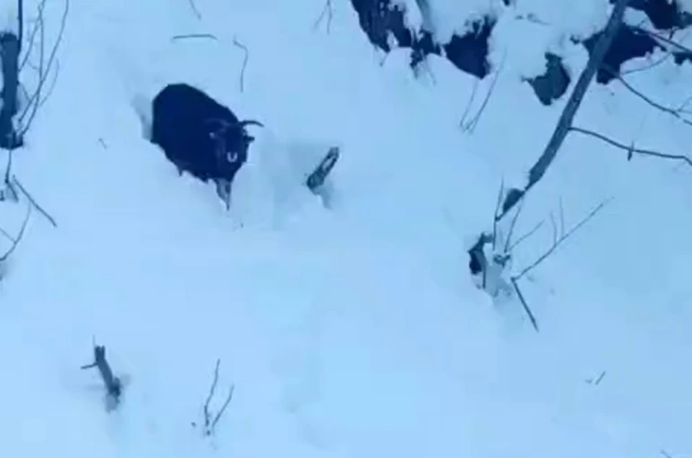 İş makinesi operatörü karda kaybolan keçiyi sahiplerine ulaştırdı 