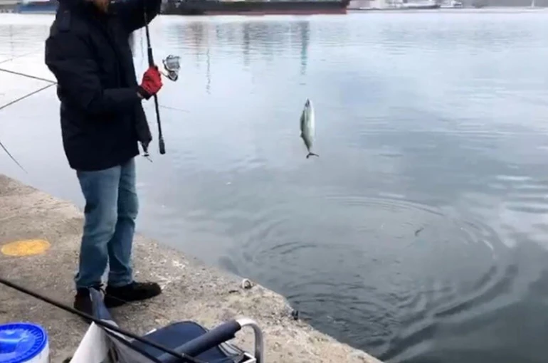 İskelede palamut bereketi 