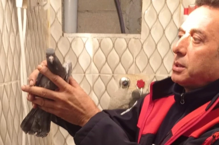 İskenderun’da itfaiye ekiplerinden güvercin kurtarma operasyonu 