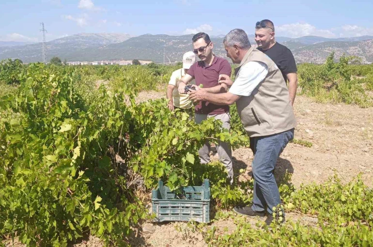İslahiye’de üzüm hasadı başladı