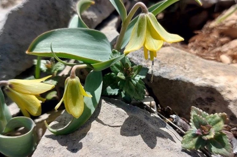 İsmini keşfedildiği ilçeden alıyor: Ender görülen Çermik ters lalesi çiçek açtı 