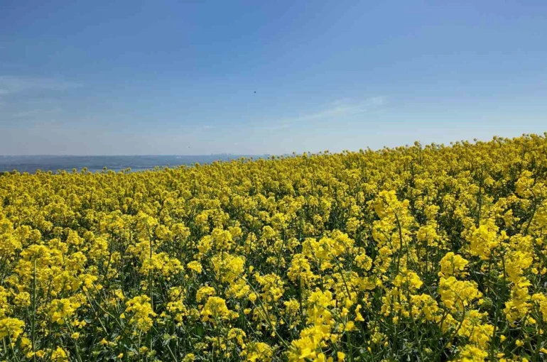 İstanbul’da tarlalar sarıya boyandı 