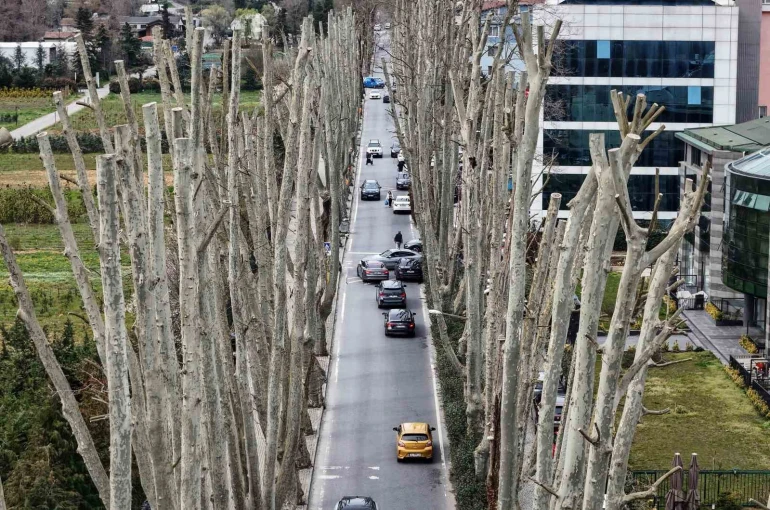 İstanbul’un tarihi çınarlarına budama, tartışma başlattı 