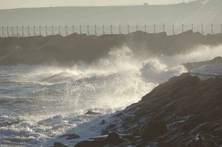 İstavrit hamsiyi tahtından etti 