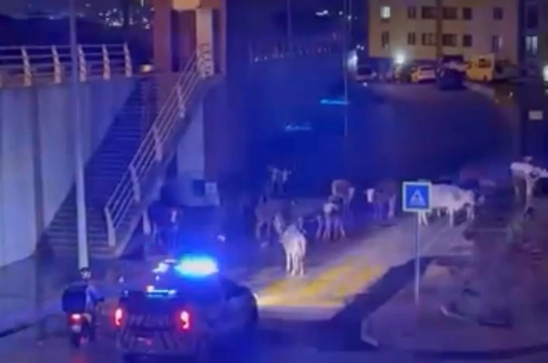 İzmir’de polisin "İnekler dağılın" anonsu gülümsetti