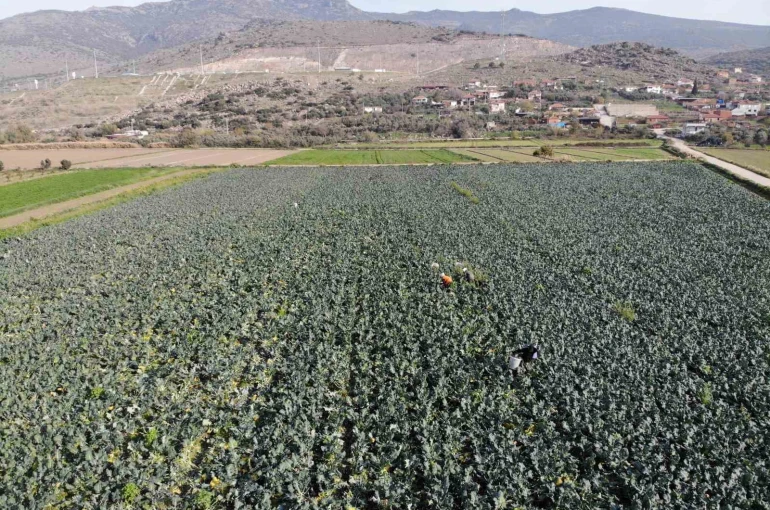 İzmir’in verimli tarım arazilerinde ’yeşil altın’ hasadı 