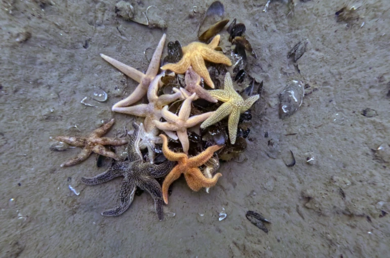 İzmit Körfezi’nden 1,8 milyon metreküp çamur çıkarıldı, deniz canlıları geri döndü 