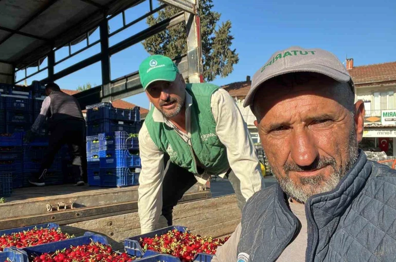 İznik’te mevsimin ilk karabodur kirazı hasadı başladı 