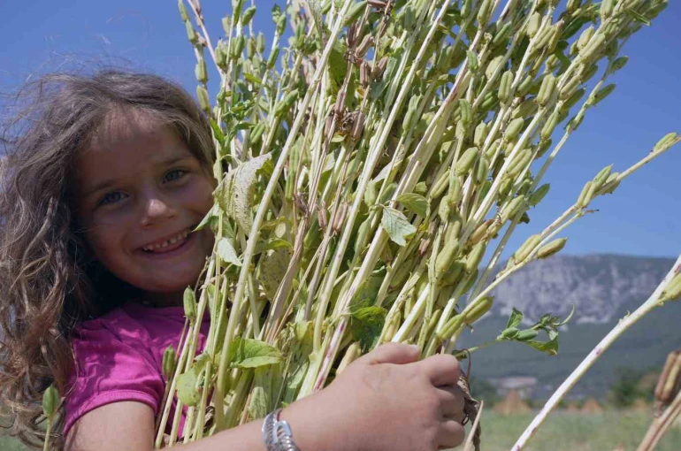 Japonlar’ın suşi susamı Gökova’dan 