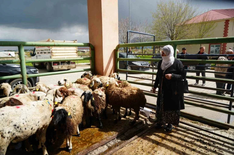 Kadın üreticilere 3 bin küçükbaş hayvan desteği 