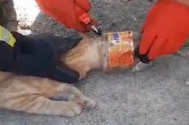 Kafası plastik kavanoza sıkışan kediyi itfaiye kurtardı 