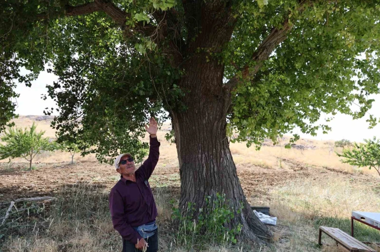 Kahramanmaraş’ta 300 yıllık kavak ağacı