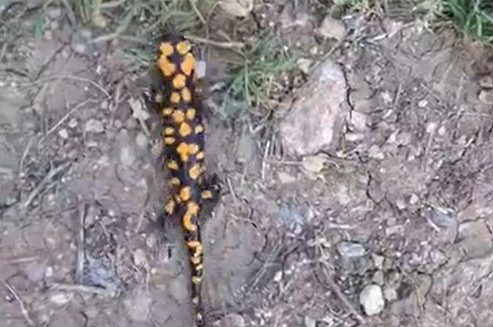 Kahramanmaraş’ta benekli semender görüntülendi