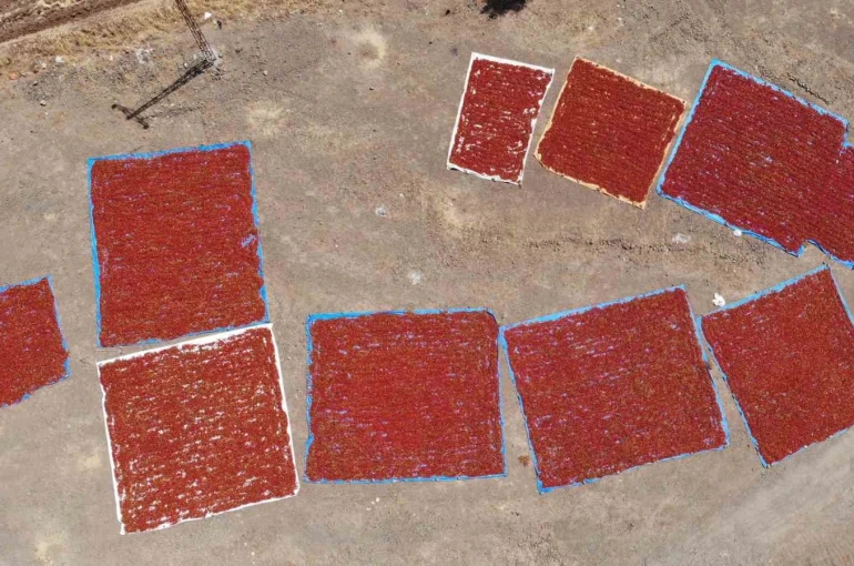 Kahramanmaraş’ta coğrafi işaretli biberde hasat başladı 