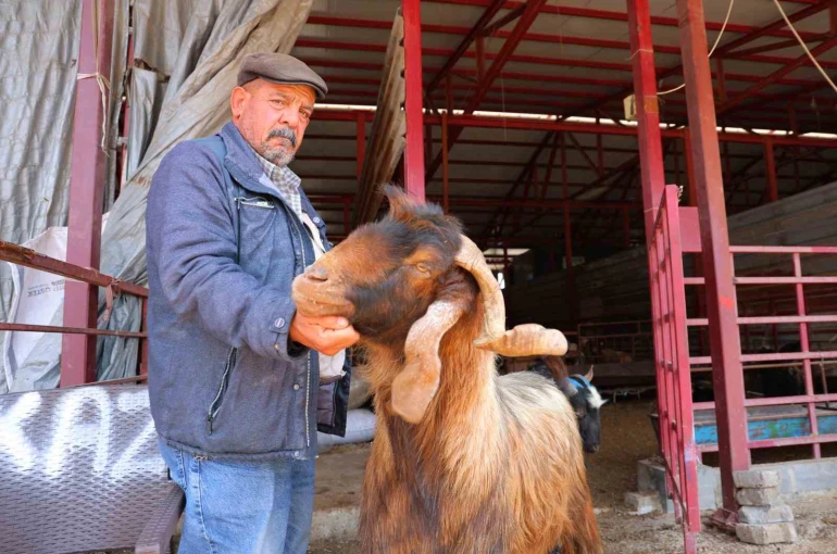 Kahramanmaraş’ta kurbanlık fiyatlarında esnaftan indirim kararı 