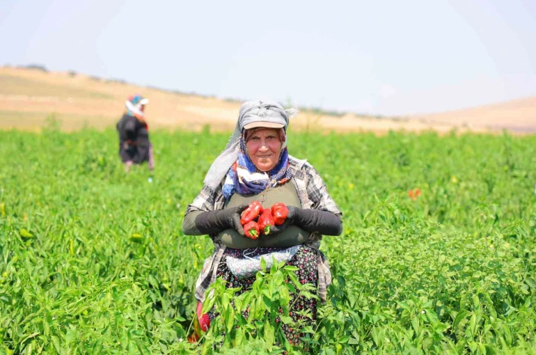Kahramanmaraş’ta salçalık biber hasadı başladı
