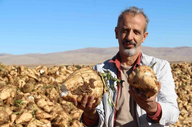 Kahramanmaraş’ta şeker pancarı sökümü başladı 