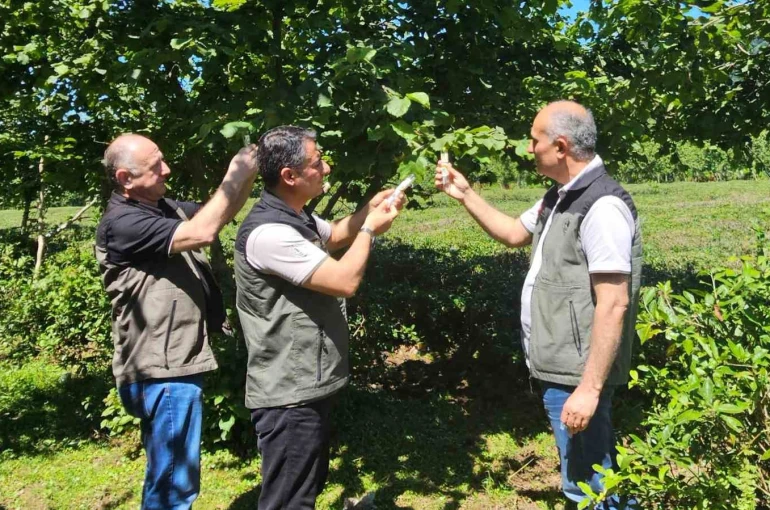 Kahverengi kokarca ile mücadelede 11 bin samuray arıcığı salındı