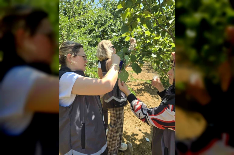 Kahverengi kokarcaya karşı samuray arısı doğaya salındı 