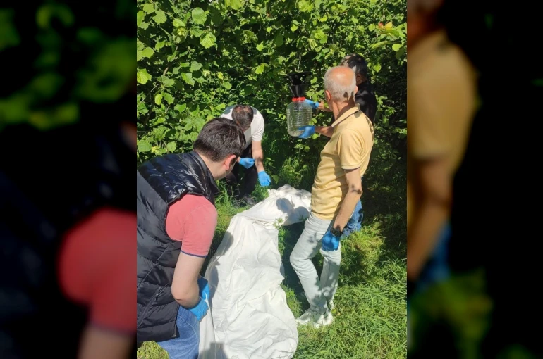 Kahverengi kokarcaya karşı samuray arısı seferberliği