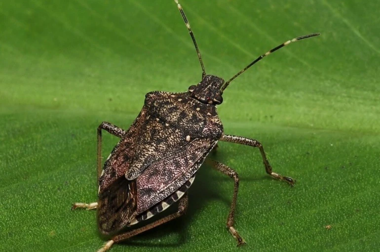 Kahverengi kokarcaya karşı zehirli mantarlarla biyolojik mücadele yürütülecek 