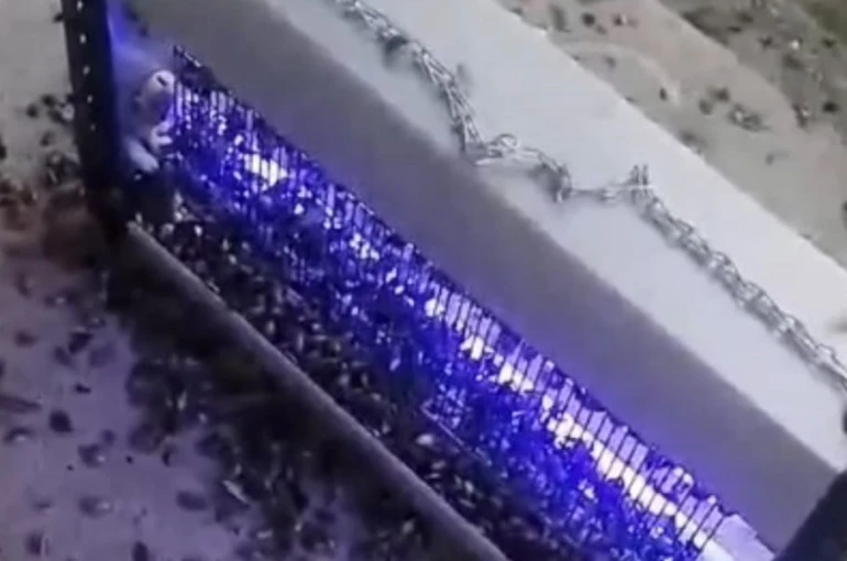 Kahverengi kokarcaya ultraviyole çözüm 