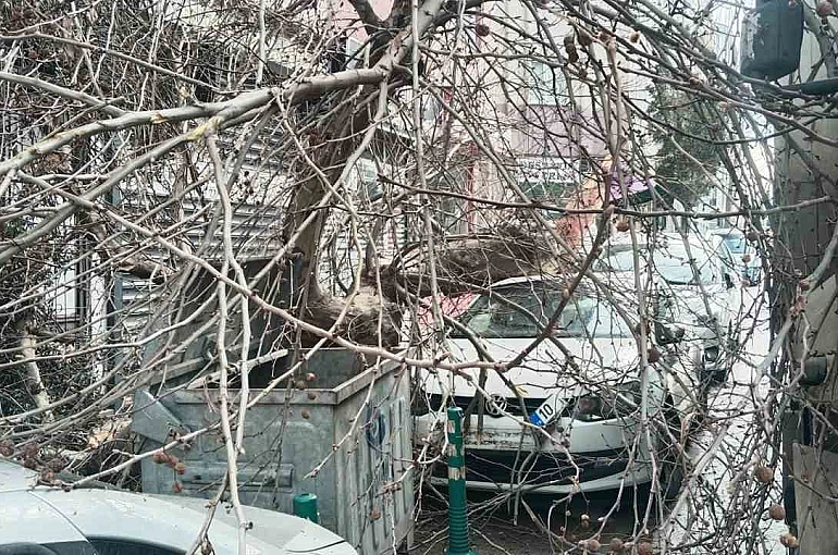 Kamyon çarptı, çınar ağacı araçların üzerine devrildi 