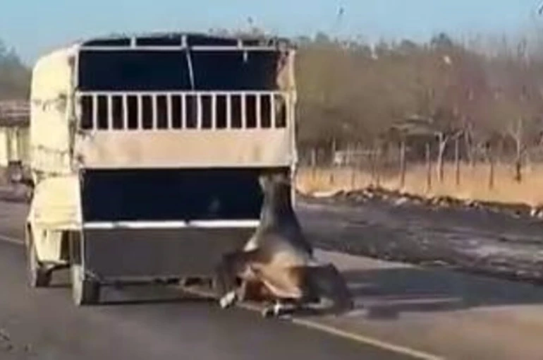 Kamyonetten yola düşen at yolda sürüklendi