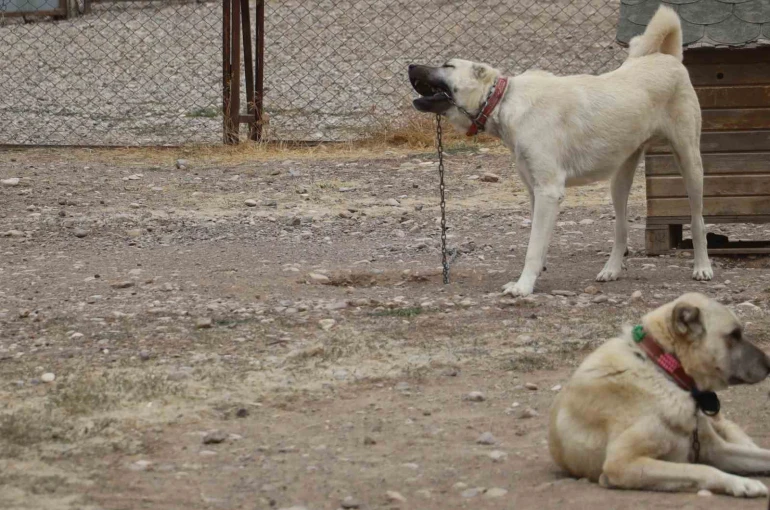 Kangallar, kış aylarında ezeli düşmanları aynı zamanda kuzenleri olan kurtların özelliklerini gösteriyor 