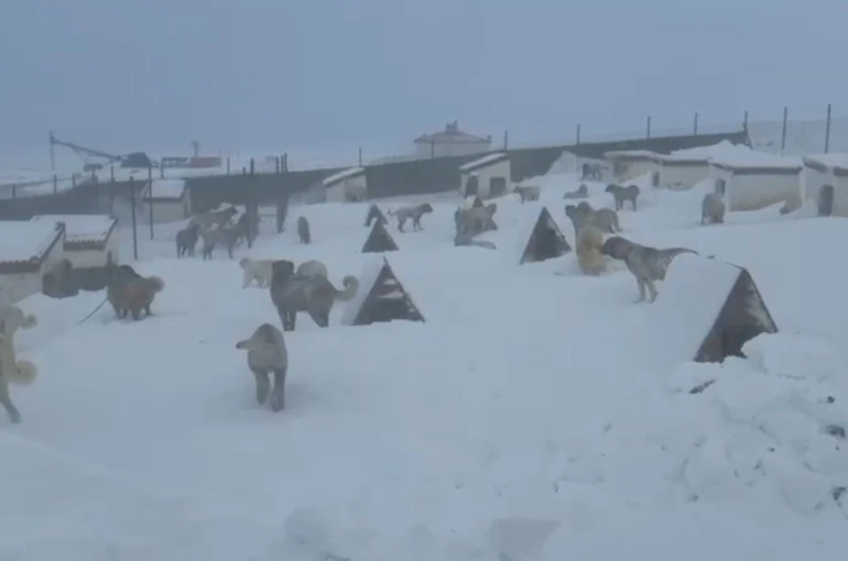 Kangallarını beslemek için yola çıktı, çiftliğe vardığında gözlerine inanamadı
