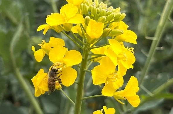 Kanola ilaçlamasında arıların korunması çağrısı 