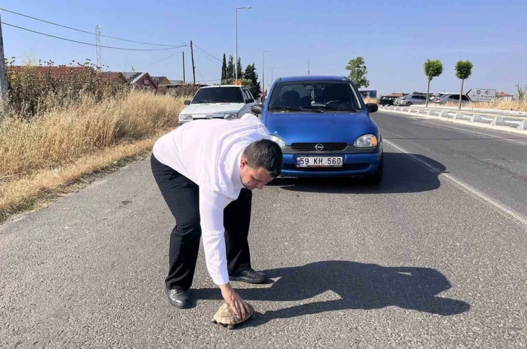 Kaplumbağayı ezilmekten kurtardı