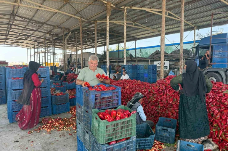 Kapya biberde fabrikaların fiyat düşürmek için ürün alımını geciktirdiği iddiası 