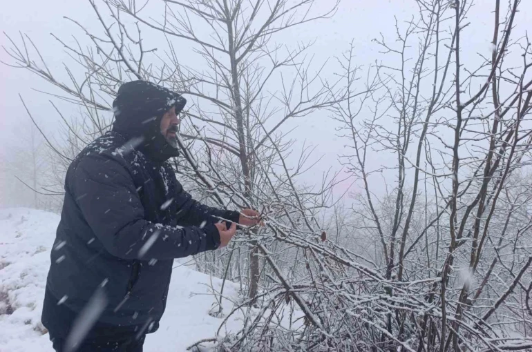 Kar altında kalan fındık bahçeleri, üreticileri tedirgin ediyor 