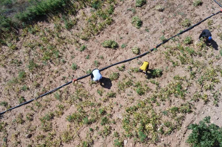 Kar suyuyla sulanan, beyaz fasulyede hasat zamanı