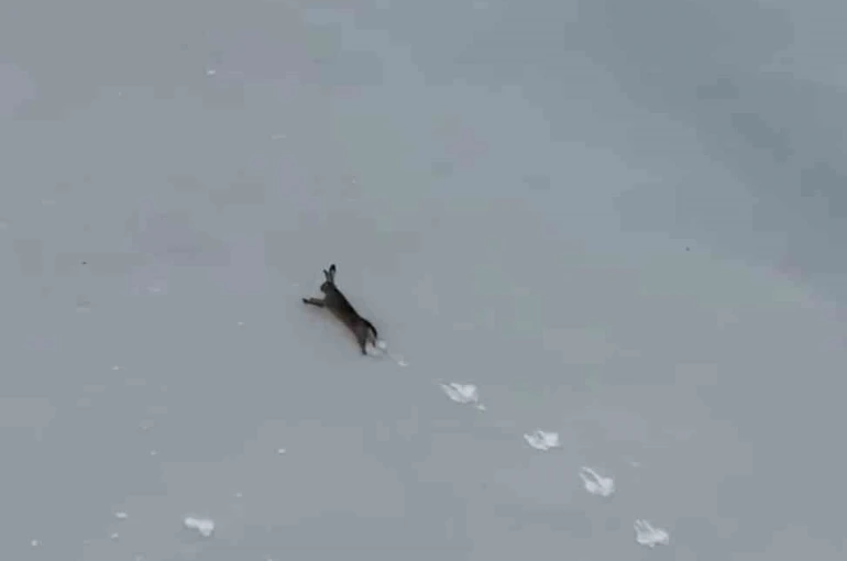 Kar üzerinde koşan yaban tavşanı görüntülendi 