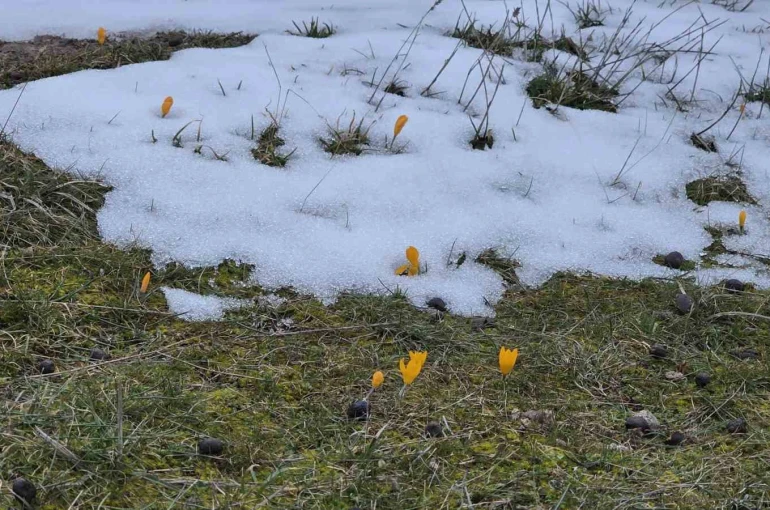 Kar ve çiçek açan çiğdemler yan yana