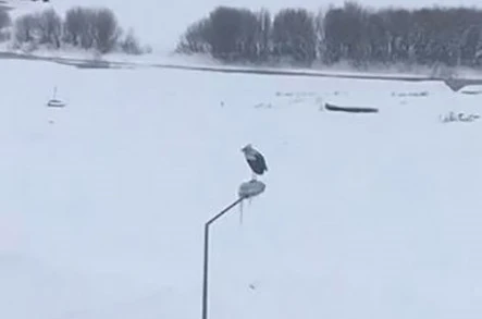 Kar ve soğuğa rağmen elektrik direğinde ayakta duran Leylek dikkat çekti 
