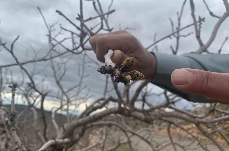 Kar ve yağmur bereketi: Antep fıstığında kuraklık endişesi geçti 
