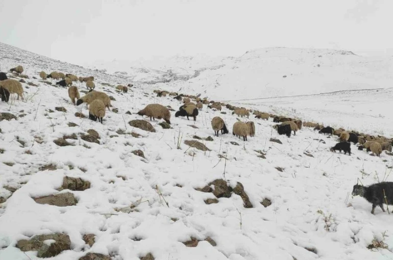 Kar yağdı, koyun sürüsü yaylada kaldı 