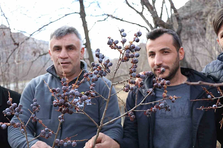 Kara hurmayı Şubat ayında dalından yiyorlar