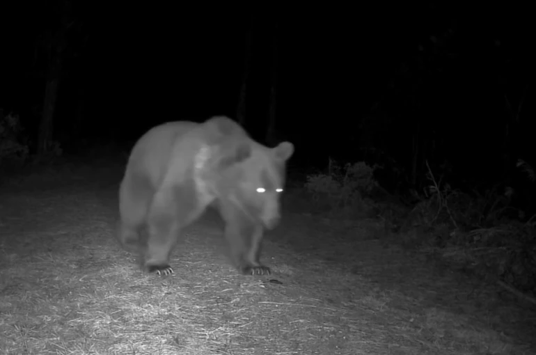 Karabük’te boz ayılar fotokapanla görüntülendi 