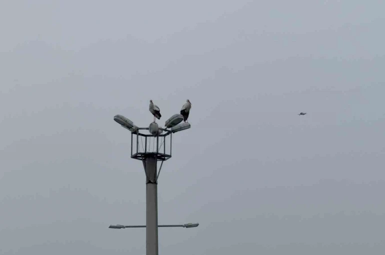 Karabük’ün simgesi haline gelen leylek dronla görüntülendi 