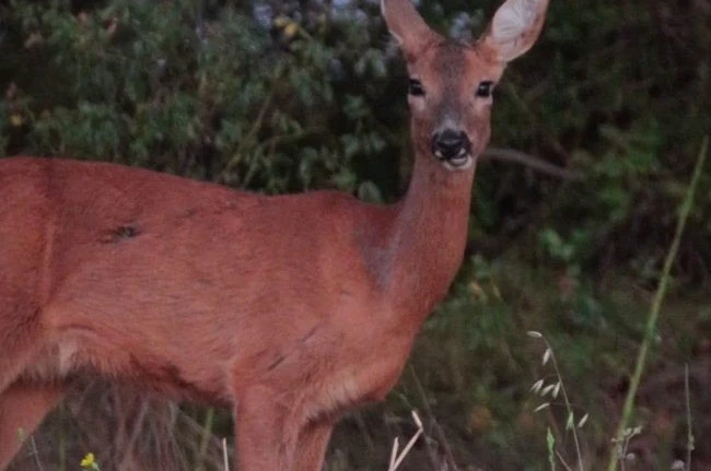 Karaca tarlada otlandı, kurt ise kar altında yiyecek aradı 