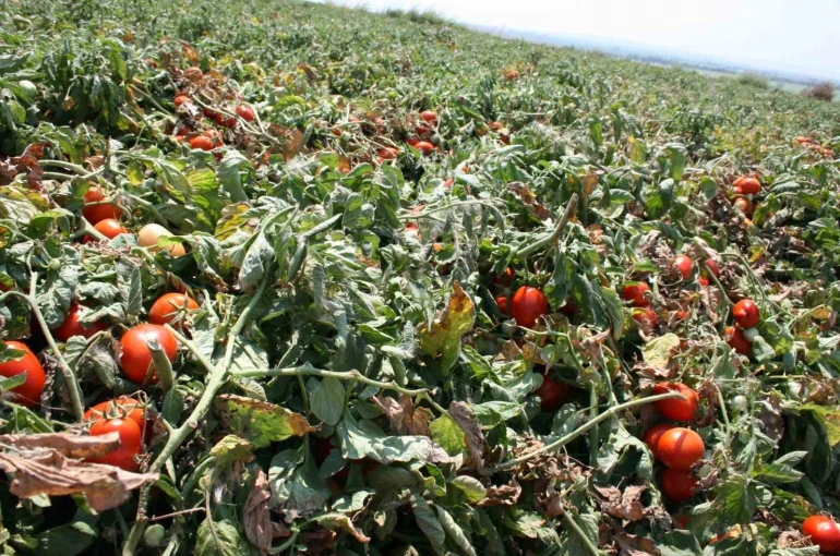 Karacabey’de salçalık domates ekiminde "serbest"in fazla olması bekleniyor